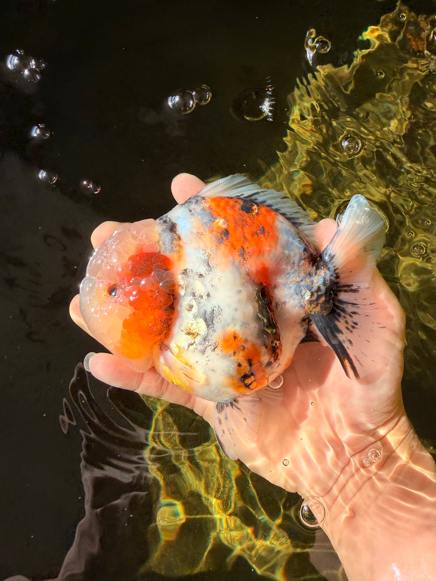 AAA Grade Marble Calico Blue Base Yuanbao Female 6-6.5 inches #032026YB_26