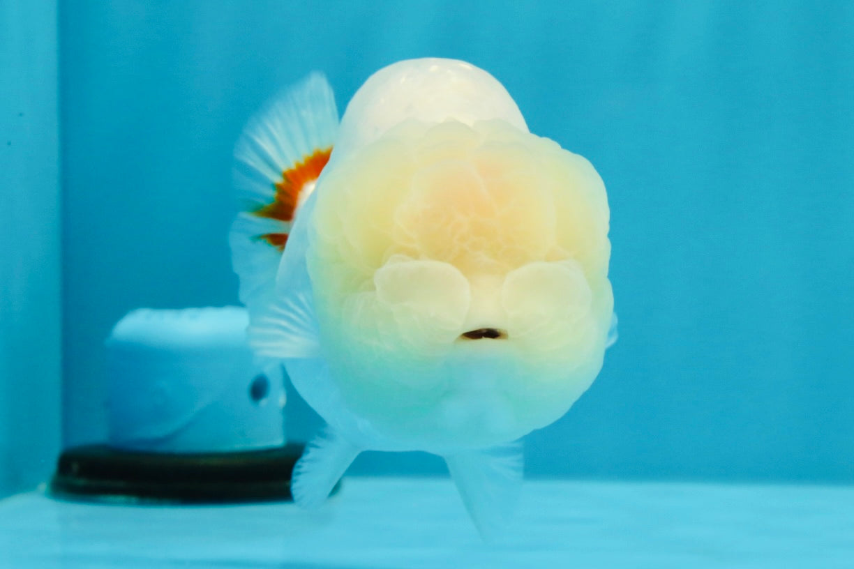 A Grade Dragon Head White LionQueen 4.5 inches #022726LC_24