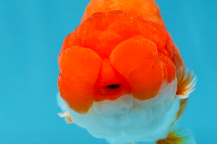 AAA Grade Red White LionKing 4.5  inches #053025LC_13