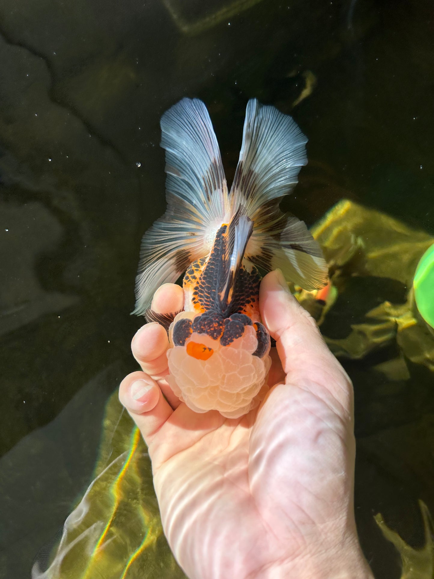 BULLDOG Jelly Wen Tricolor Oranda Female 5 inches #1018OR_18