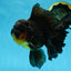 AAA Grade SPECIAL Red White Oranda Male 6.5 inches #080825OR_20