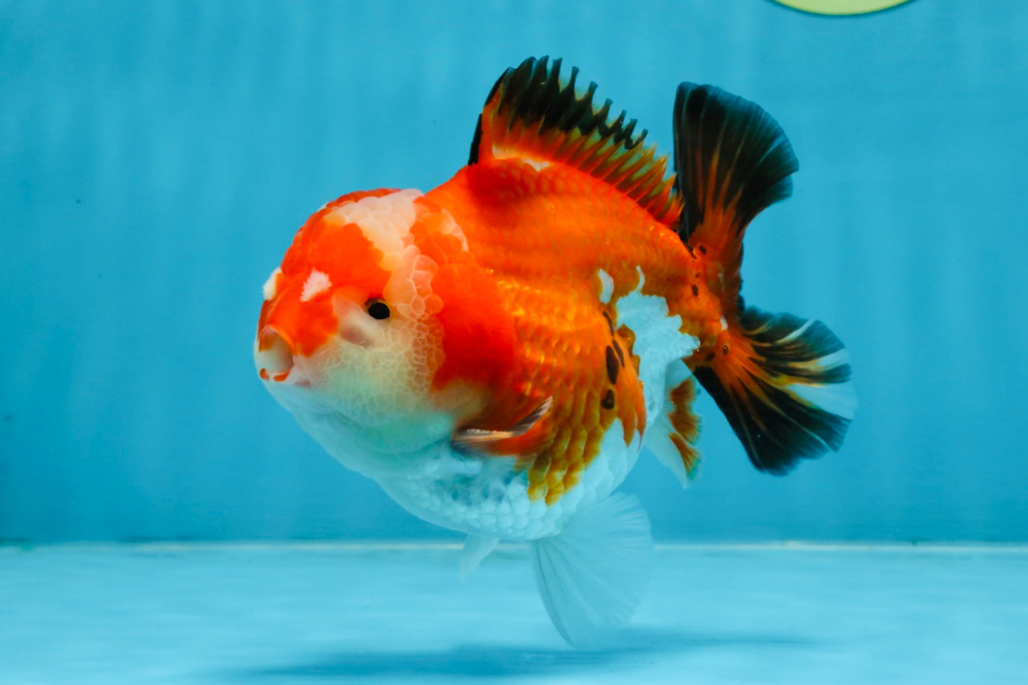 A Grade Tricolor Yuanbao Male 4.5 inches #103125YB_02