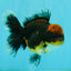 AAA Grade Dark Tiger Red Head Oranda Male 5-5.5 inches #050126OR_10