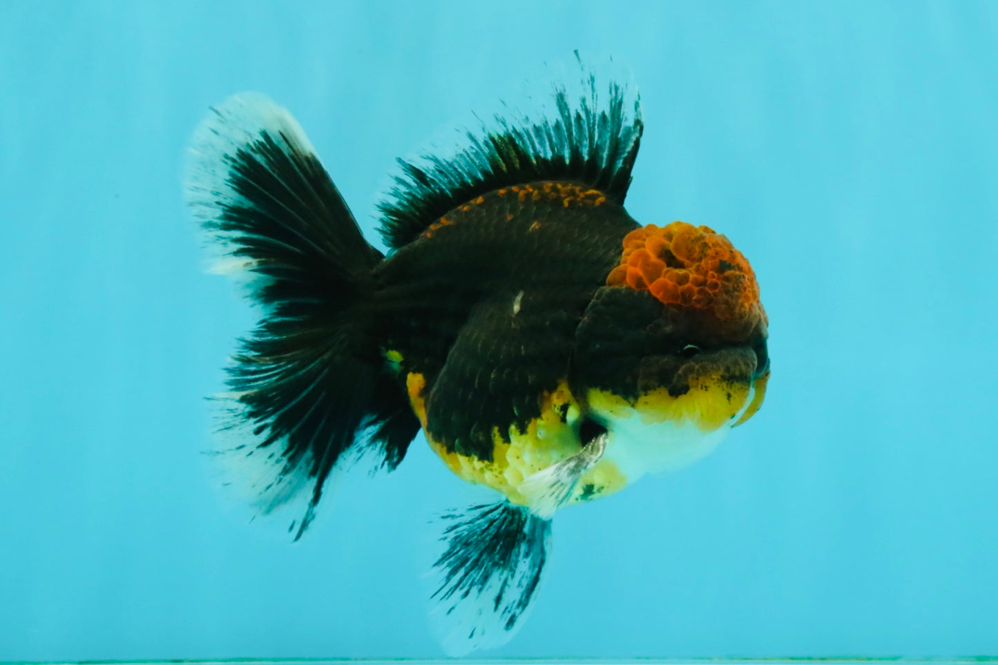 AAA Grade Dark Tiger Red Head Oranda Male 5-5.5 inches #050126OR_10