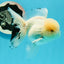 AAA Grade Lemonhead Snow White Oranda Male 5 inches #0510OR_07