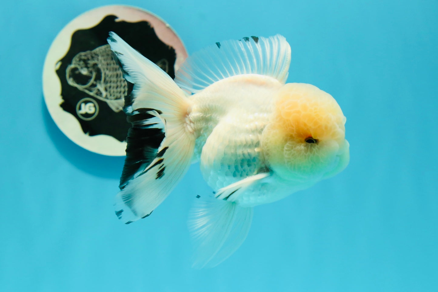 Macho oranda blanco como la nieve de cabeza de limón de grado AAA de 5 pulgadas n.º 0510OR_07