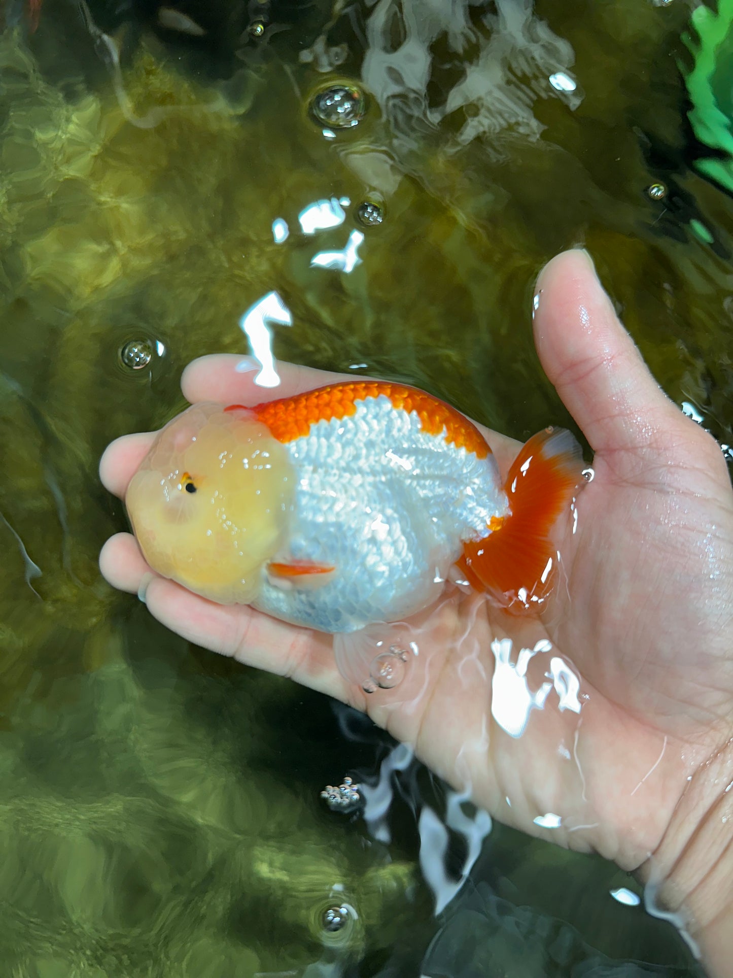 Marshmallow AAA Grade Red White LionKing 4 inches #042525LC_12