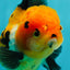 A Grade Tricolor Oranda Female 4.5 inches #110824OR_04