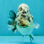 A Grade Tiger Ranchu Male 4.5-5 inches #081426RC_23