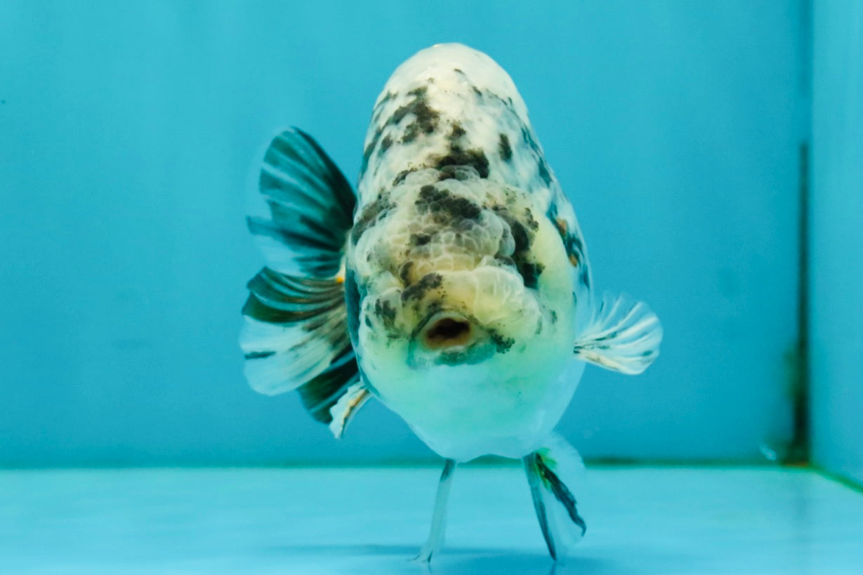 A Grade Tiger Ranchu Male 4.5-5 inches #081426RC_23