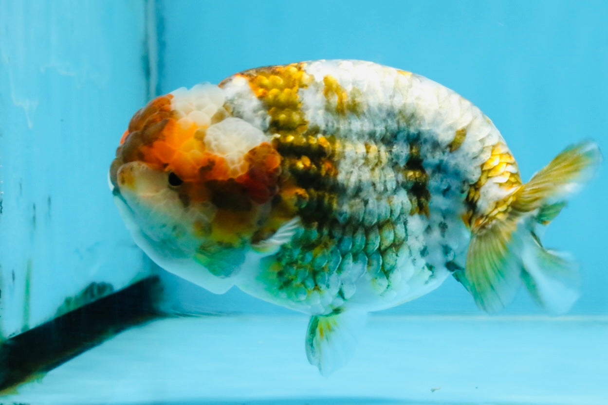 A Grade Calico Blue Base LionQueen 5 inches #103125LC_17