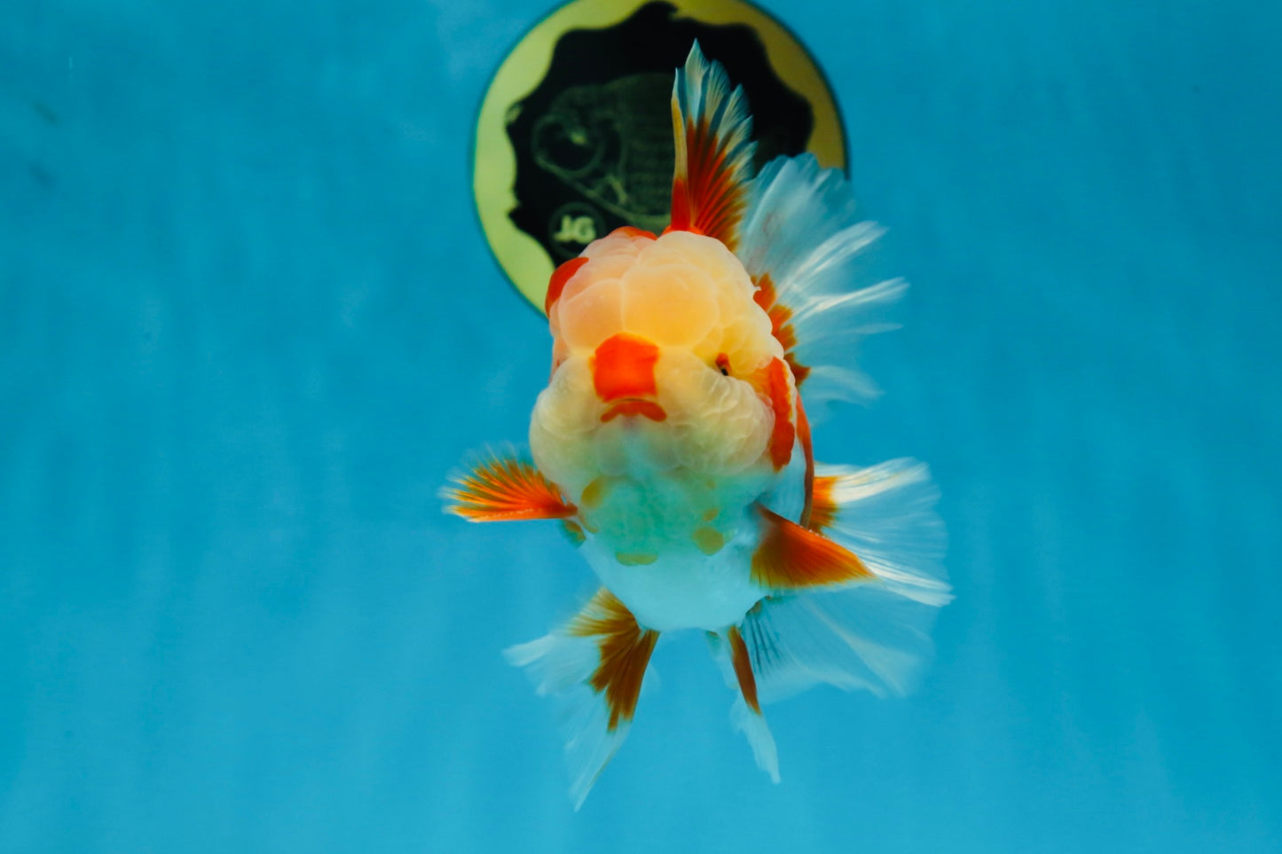 SHOW GRADE Won Runner 2nd Red White Oranda Male 5.5 inches Trophy Included #062025OR_01