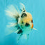 A Grade Two Face Marble Oranda Male 6-6.5 inches #072426OR_11