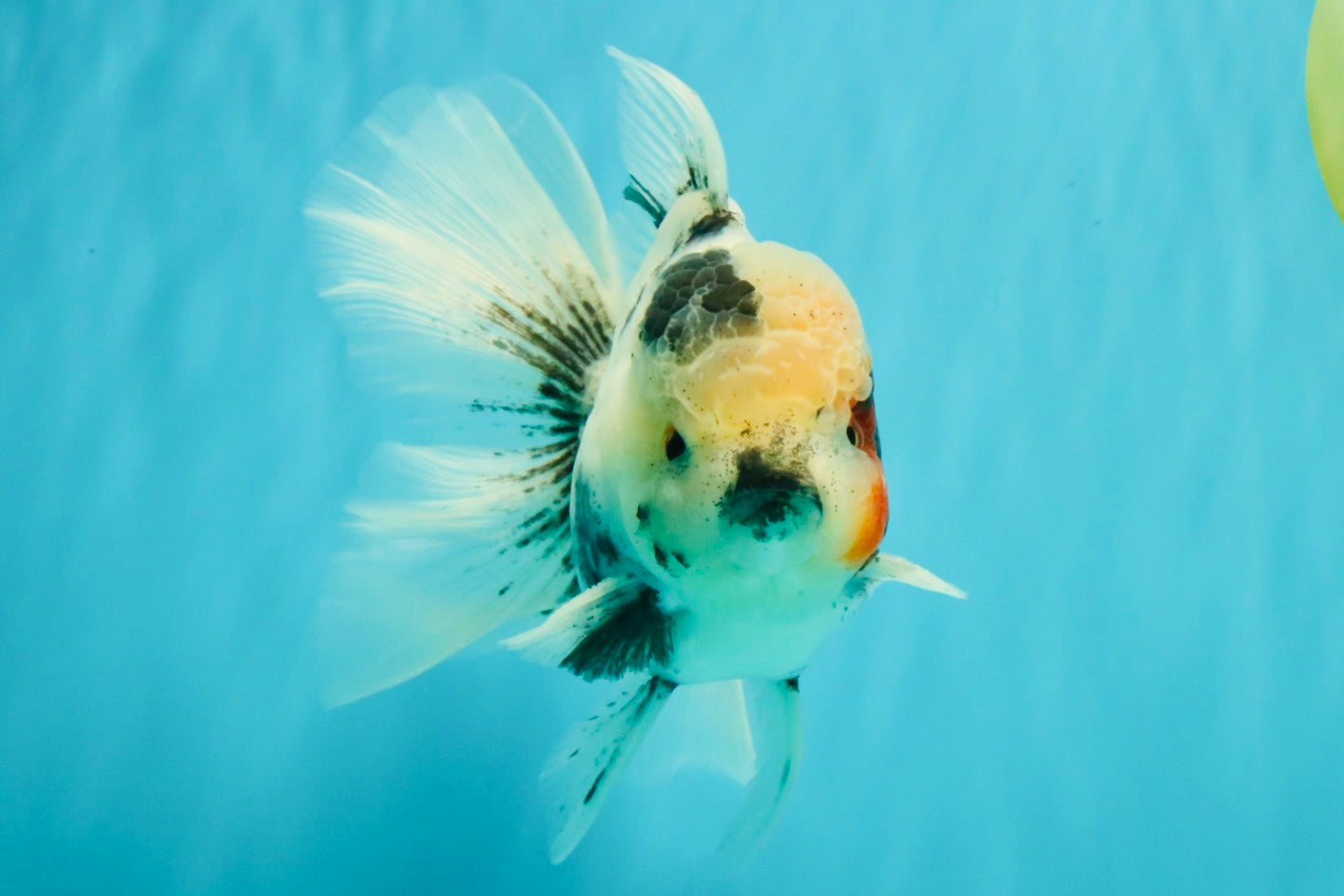 A Grade Two Face Marble Oranda Male 6-6.5 inches #072426OR_11
