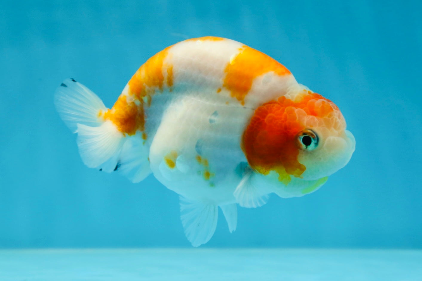 A Grade Kohaku Sakura Female LionQueen 4-4.5 inches #060625LC_02