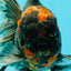 CHONKY A Grade Tiger Oranda Male 7 inches #082126OR_16
