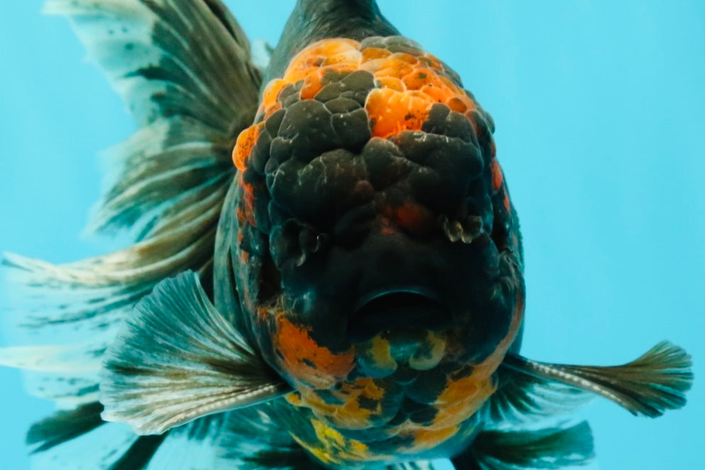 CHONKY A Grade Tiger Oranda Male 7 inches #082126OR_16