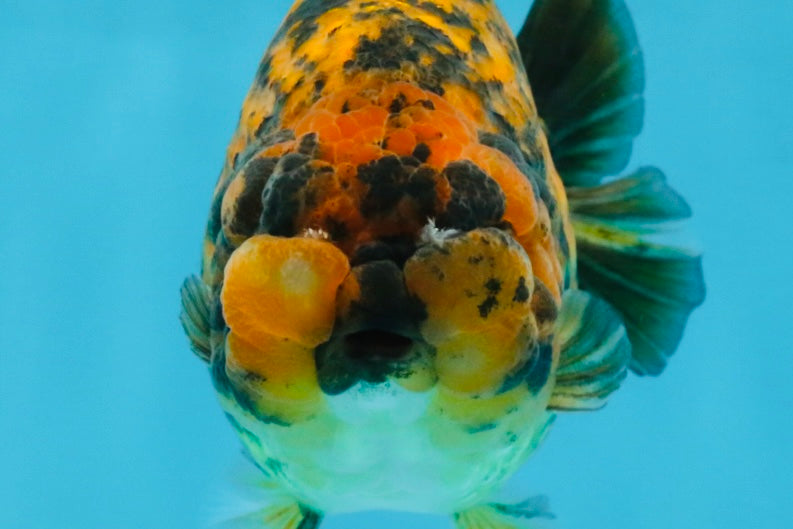 A Grade Tiger LionQueen 5.5 inches #112125LC_05