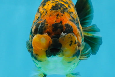 A Grade Tiger LionQueen 5.5 inches #112125LC_05