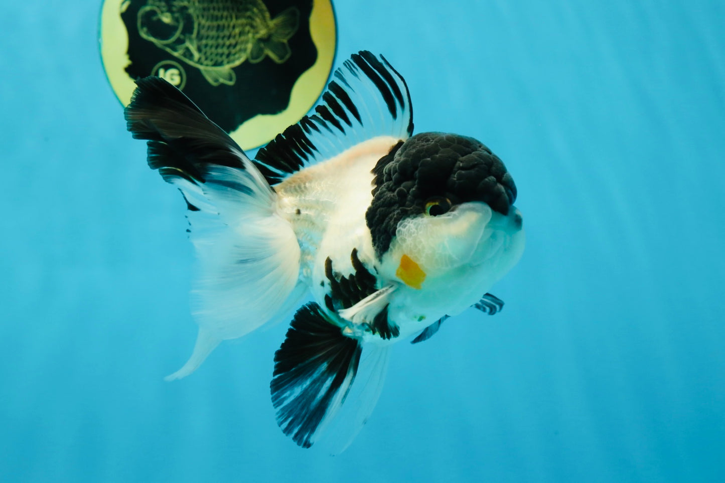 Cutie Face Panda Oranda Male 4.5-5 inches #042525OR_10