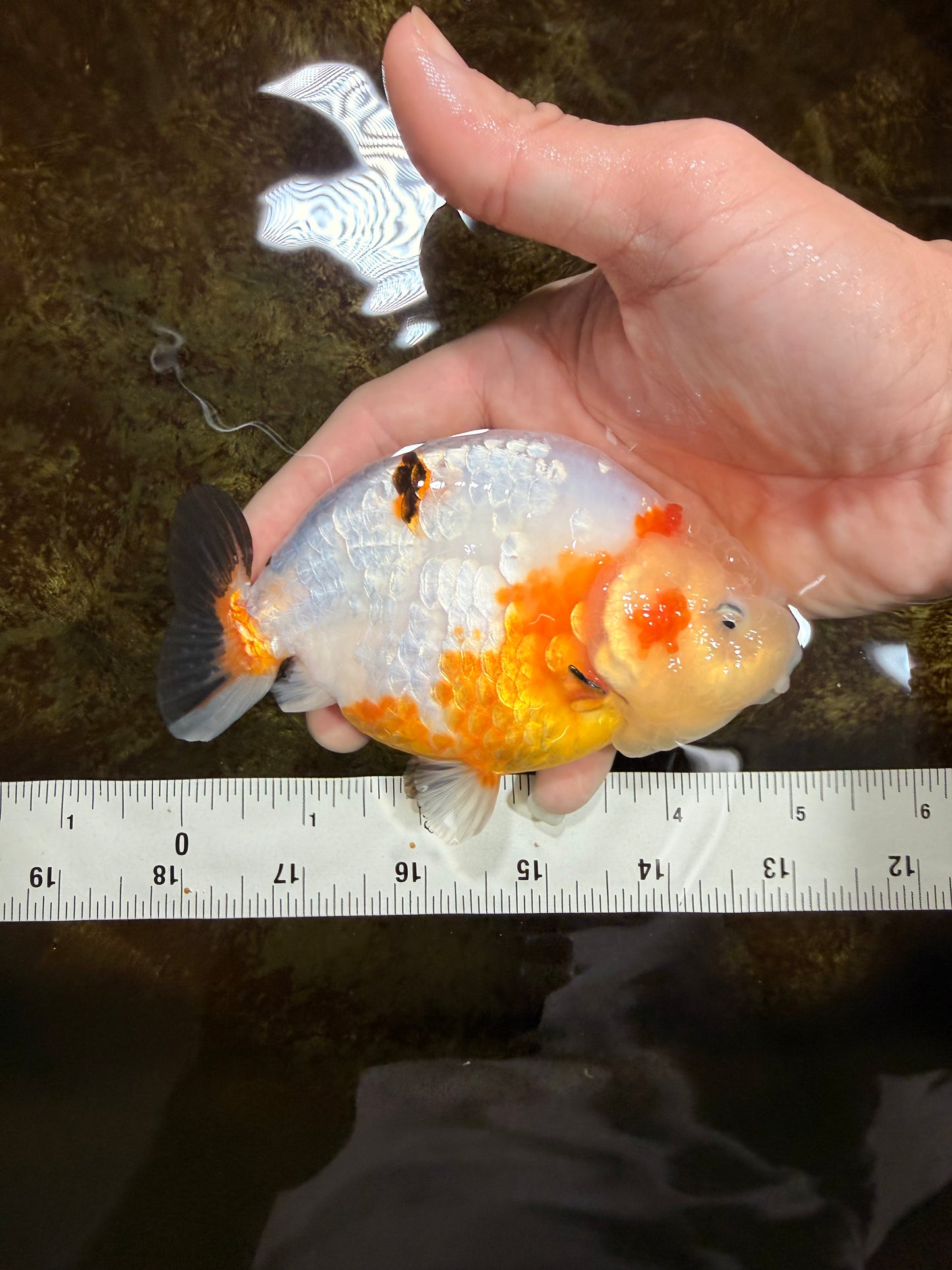 RARE Sakura Chinese Ranchu Female 5 inches #120525RC_08