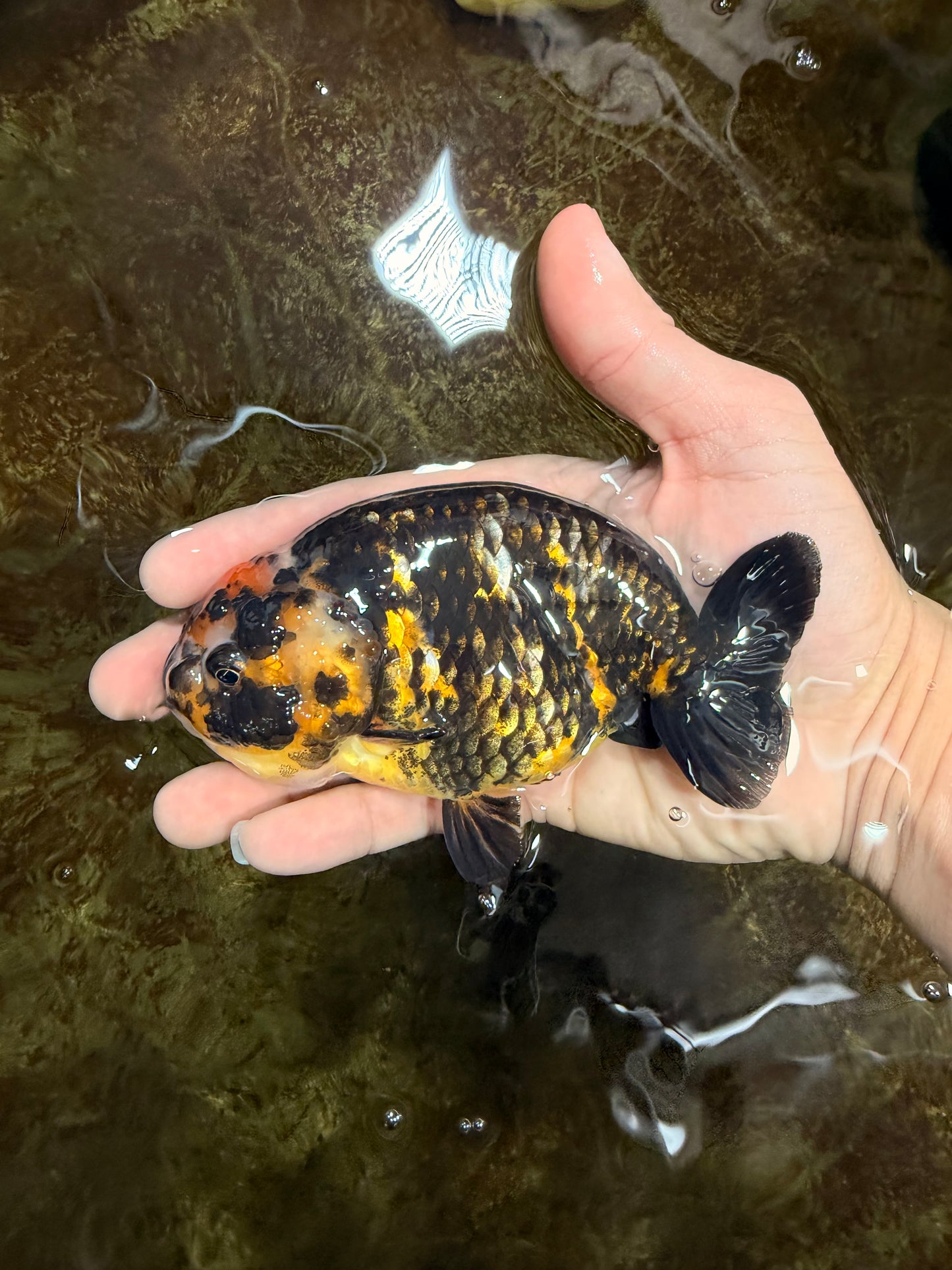 CHUBBY A Grade Calico Chinese Ranchu Female 5 inches #121225RC_06