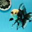 AAA Grade Special Panda Giant Generation Oranda Male 5.5 inches #0308OR_06