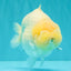 AAA Grade  Diamond Scale White Sakura Shark Ranchu Male 5.5 inches #100226RC_27