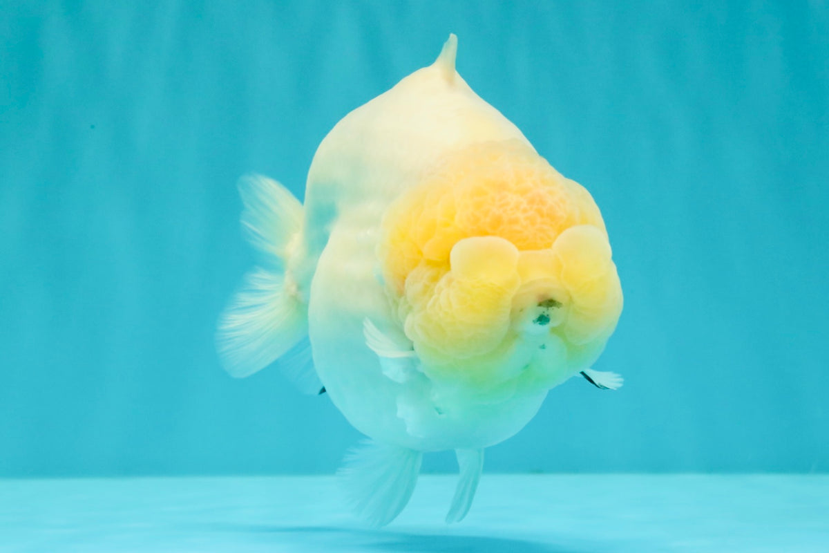AAA Grade  Diamond Scale White Sakura Shark Ranchu Male 5.5 inches #100226RC_27