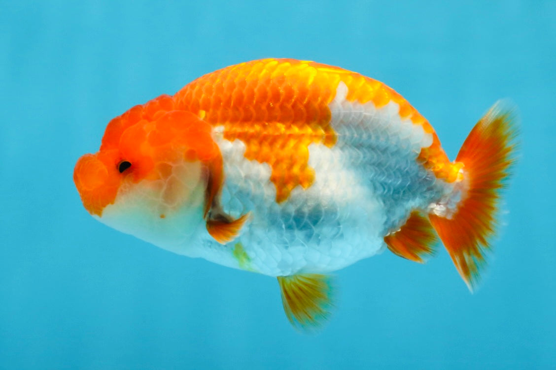 AAA Grade Red White LionQueen 4 inches #101725LC_08