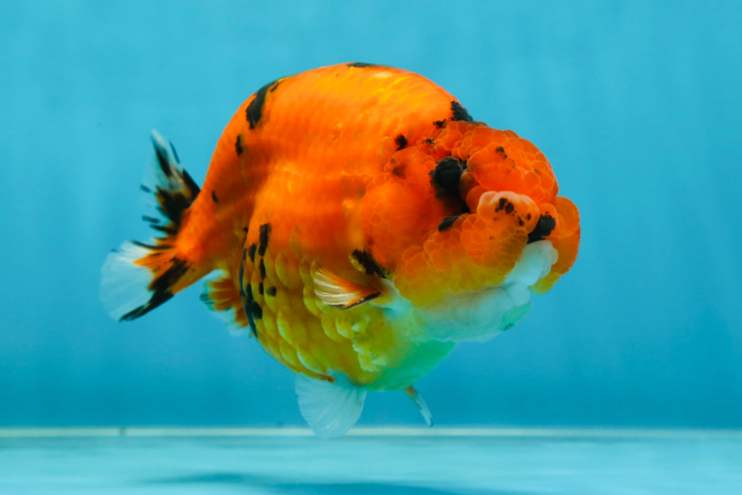 AAA Grade Cow Tiger LionKing 5 inches #050925LC_01