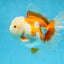 AAA Grade BEAUTY Red White Oranda Female 6.5 inches #100325OR_13