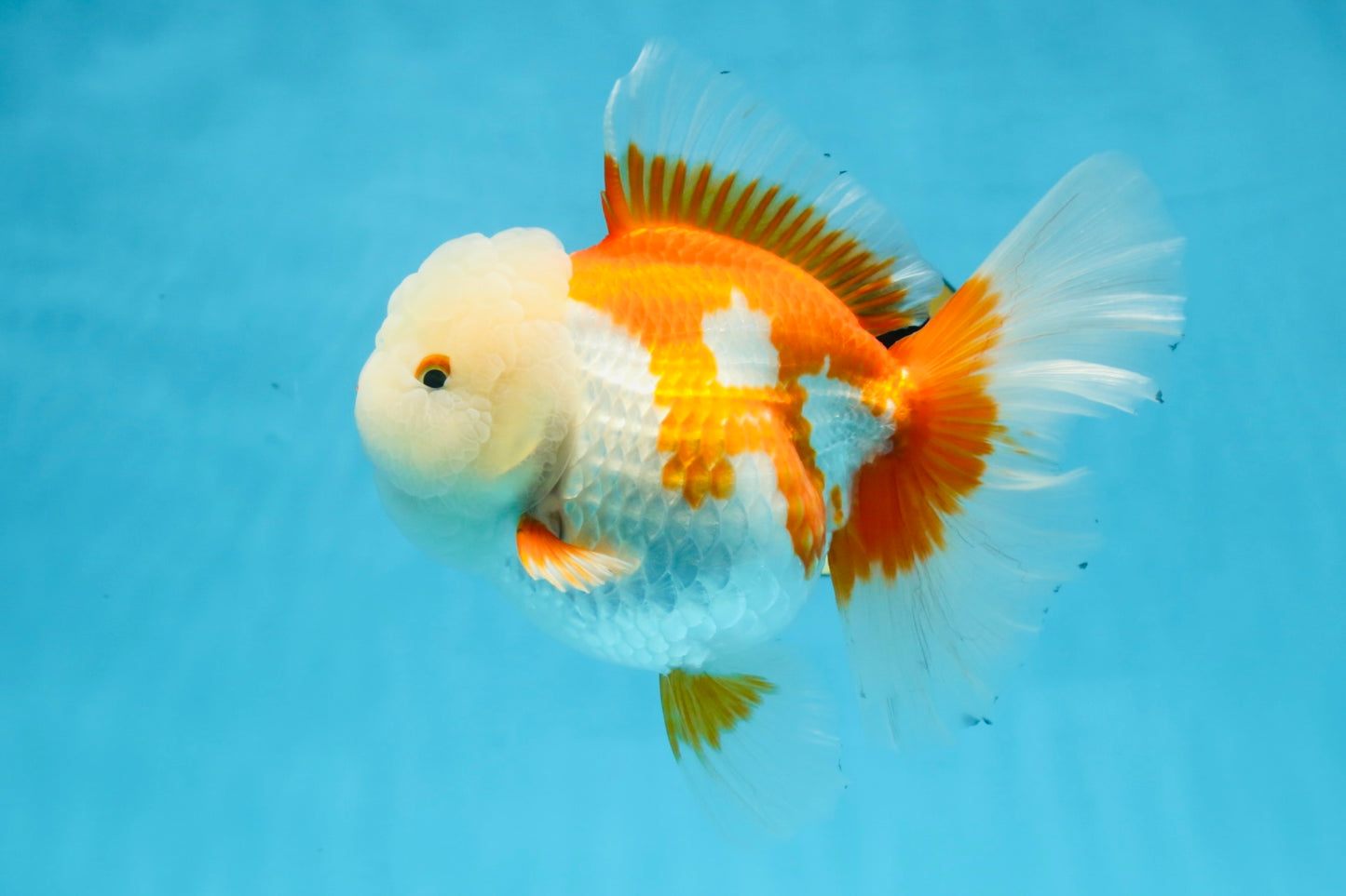 AAA Grade BEAUTY Red White Oranda Female 6.5 inches #100325OR_13