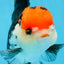 A Grade Tricolor Oranda Female 5.5-6 inches #081525OR_18
