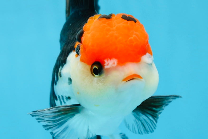 A Grade Tricolor Oranda Female 5.5-6 inches #081525OR_18