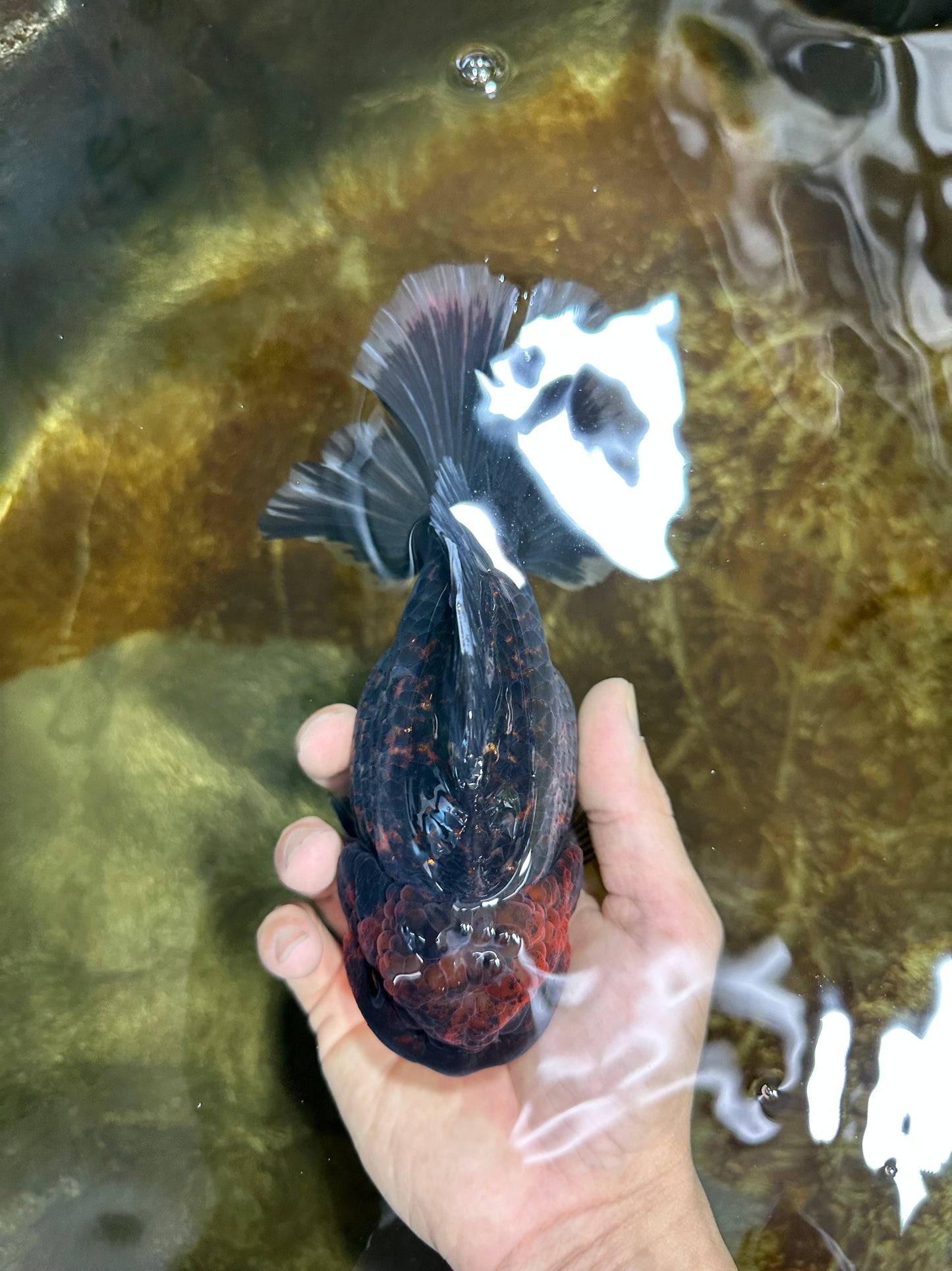 AAA Grade Dark Tiger Godzilla Oranda Female 6.5-7 inches #060625OR_13