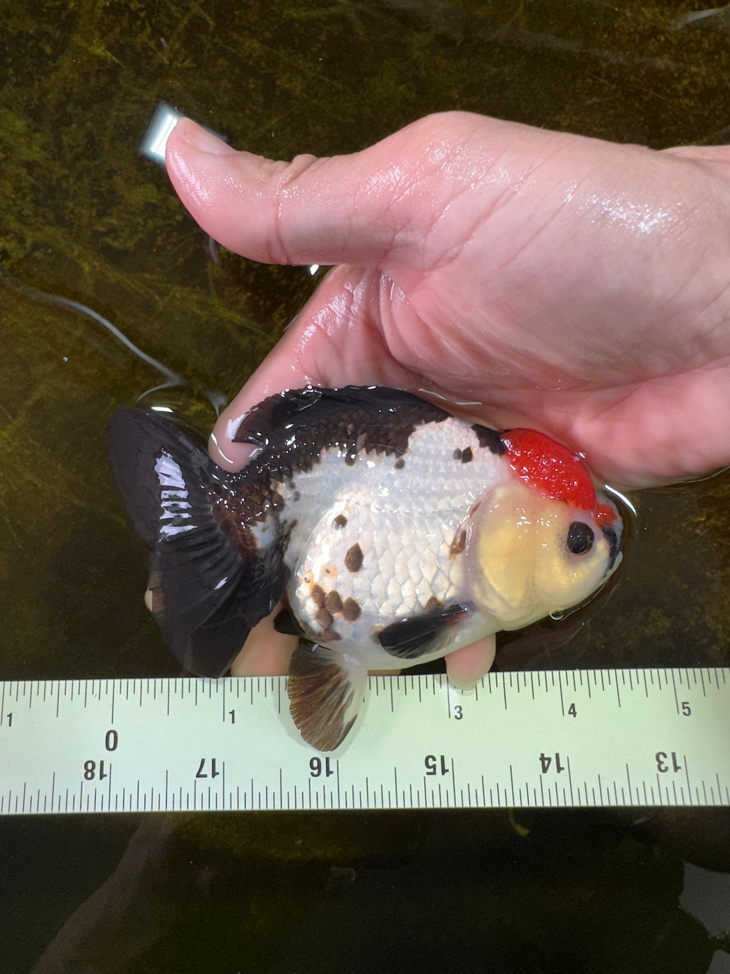 Pompom Tricolor Yuanbao Female 4.5 inches #072525YB_05