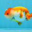 Red White Lionchu Male 3.5-4 inches #0906LC_07