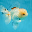 A Grade STUNNING Red White Oranda Male 5.5-6  inches #051625OR_25