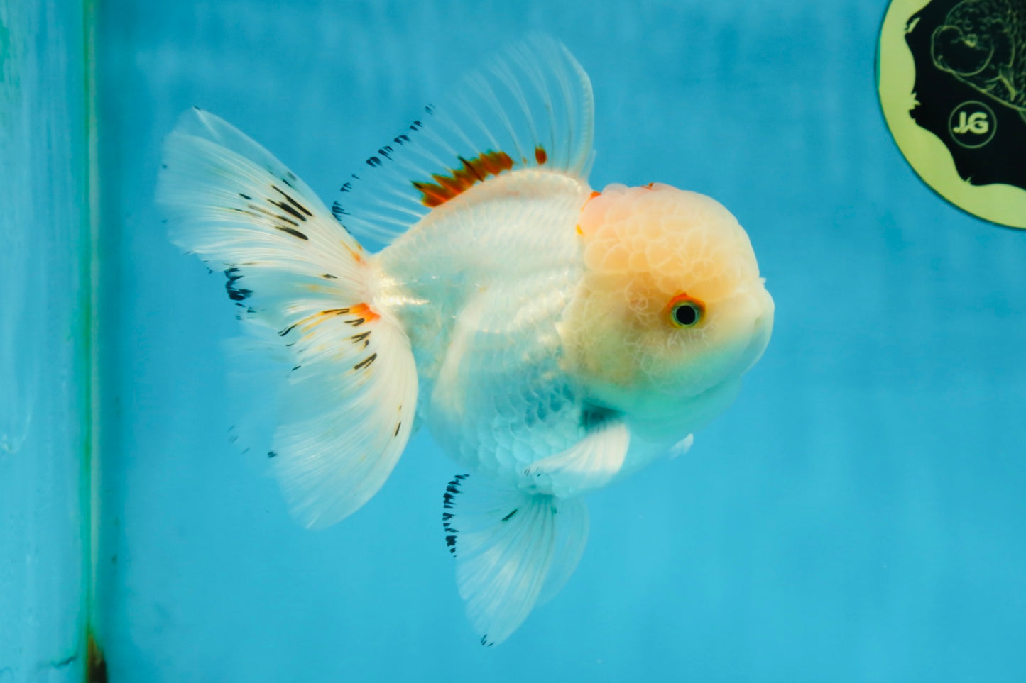 A Grade STUNNING Red White Oranda Male 5.5-6  inches #051625OR_25