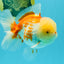 AAA Grade Polkadot Red White Oranda Male 6-6.5 inches #030626OR_19