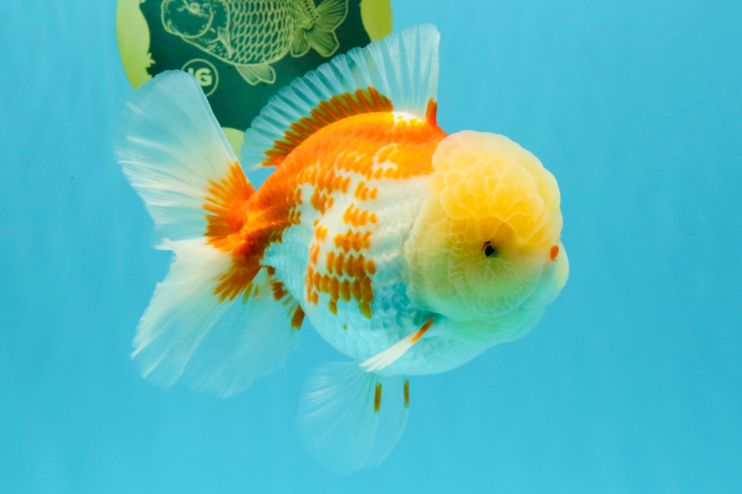 AAA Grade Polkadot Red White Oranda Male 6-6.5 inches #030626OR_19