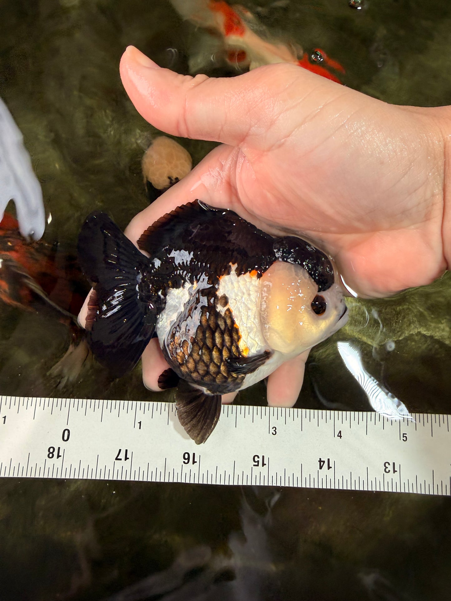 ADORABLE Pom Pom Panda Yuanbao Female 4 inches #031326YB_14