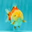 Little Chicken AAA Grade Red White Yuanbao Male 4.5-5 inches #061926YB_34