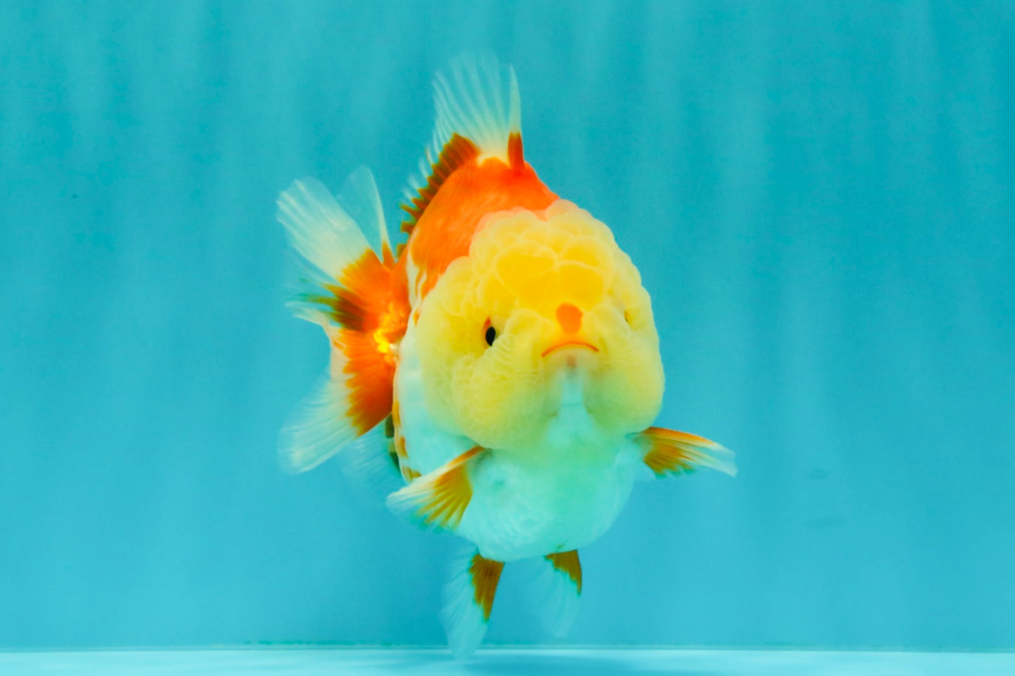 Little Chicken AAA Grade Red White Yuanbao Male 4.5-5 inches #061926YB_34