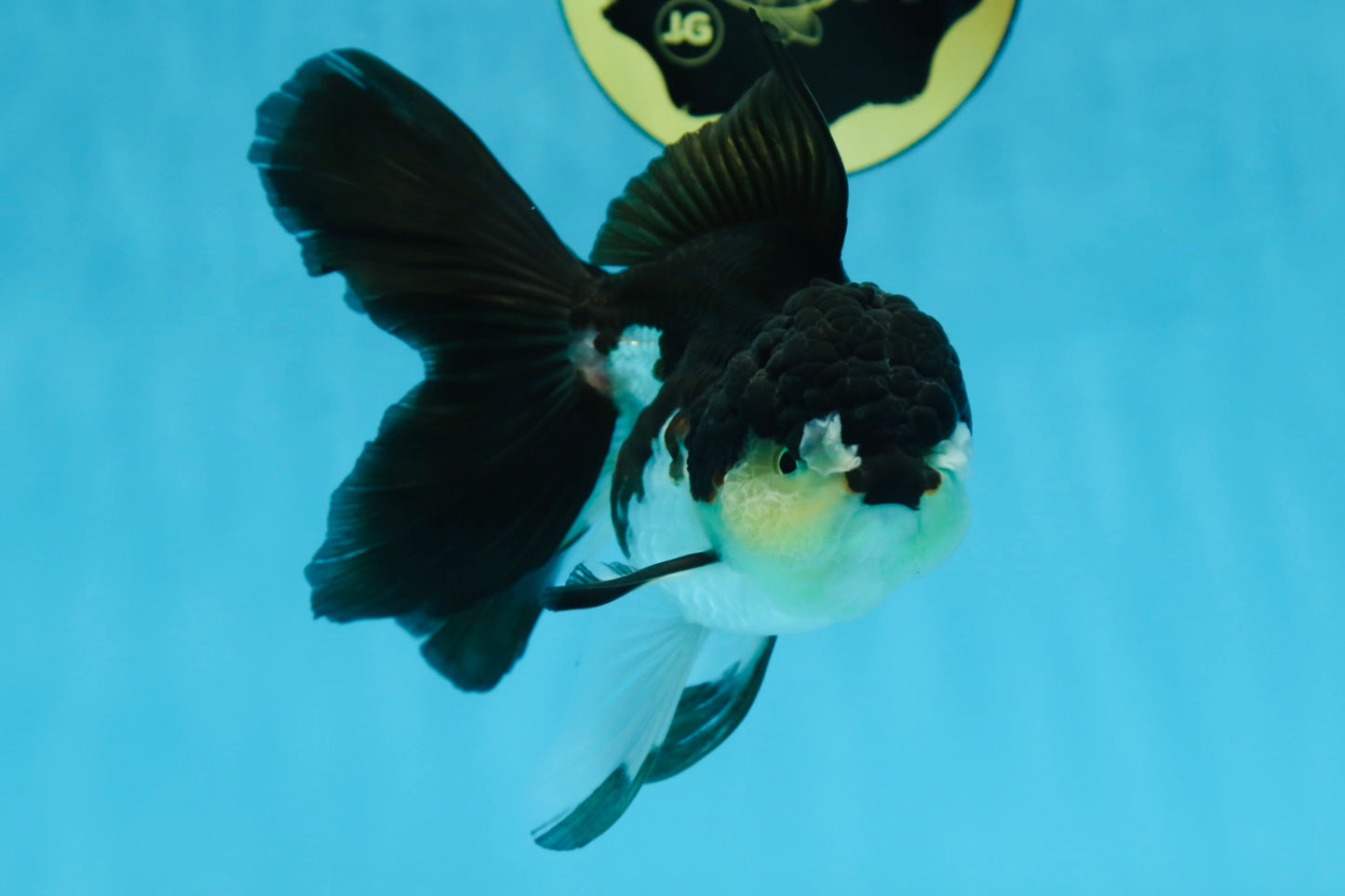 A Grade Panda Oranda Female 5.5 inches #082225OR_24