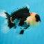 AAA Grade Tricolor Oranda Male 5 inches #0830OR_26