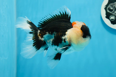 Oranda tricolore mâle de qualité AAA 5 pouces #0830OR_26