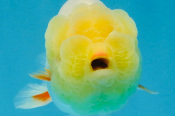 SPECIAL White Lionchu Female 4 inches #120525LC_13