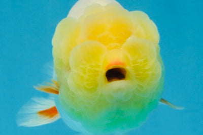 SPECIAL White Lionchu Female 4 inches #120525LC_13